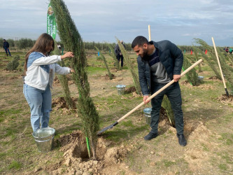 Xəzər rayonunda növbəti ağacəkmə aksiyası keçirilib