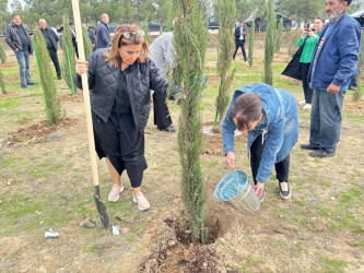 Xəzər rayonunda növbəti ağacəkmə aksiyası keçirilib