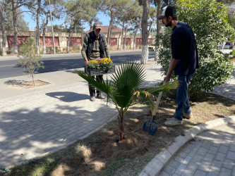 Xəzər rayonunda 2024-cü ilin "Yaşıl dünya naminə həmrəylik ili" elan edilməsi ilə əlaqədar olaraq yeni yaşıllıq zolaqlarının salınması və ətraf mühitin mühafizəsi istiqamətində işlər davam etdirilir