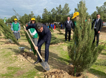 Xəzər rayonunda növbəti ağacəkmə aksiyası keçirilib