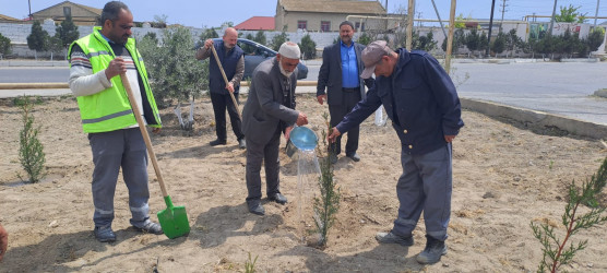 Türkan qəsəbəsində ağacəkmə aksiyası keçirilmişdir