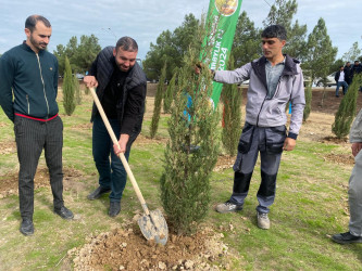 Xəzər rayonunda növbəti ağacəkmə aksiyası keçirilib