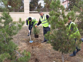 Xəzər rayonunda “Yaşıl dünya naminə həmrəylik ili” çərçivəsində ağacəkmə tədbirləri davam etdirilir