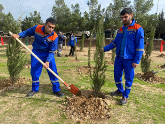 Xəzər rayonunda növbəti ağacəkmə aksiyası keçirilib