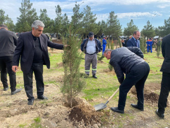 Xəzər rayonunda növbəti ağacəkmə aksiyası keçirilib