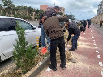 Xəzər rayonunda “Yaşıl dünya naminə həmrəylik ili” çərçivəsində ağacəkmə tədbirləri davam etdirilir