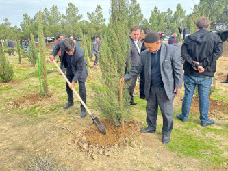 Xəzər rayonunda növbəti ağacəkmə aksiyası keçirilib