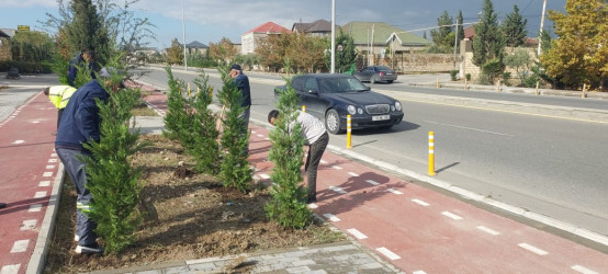 Xəzər rayonunda “Yaşıl dünya naminə həmrəylik ili” çərçivəsində ağacəkmə tədbirləri davam etdirilir