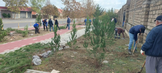 Xəzər rayonunda “Yaşıl dünya naminə həmrəylik ili” çərçivəsində ağacəkmə tədbirləri davam etdirilir