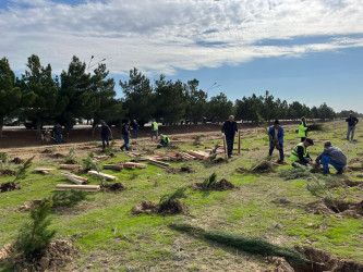 Xəzər rayonunda növbəti ağacəkmə aksiyası keçirilib