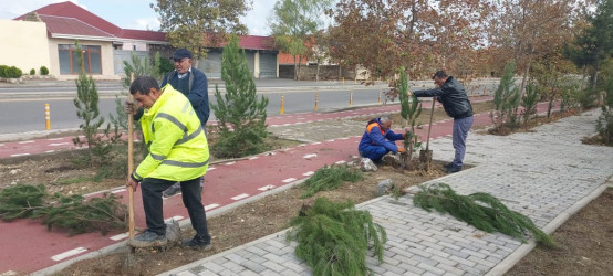 Xəzər rayonunda “Yaşıl dünya naminə həmrəylik ili” çərçivəsində ağacəkmə tədbirləri davam etdirilir