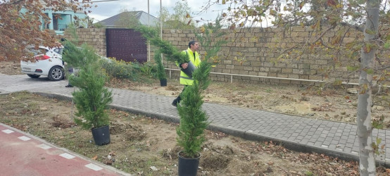 Xəzər rayonunda “Yaşıl dünya naminə həmrəylik ili” çərçivəsində ağacəkmə tədbirləri davam etdirilir