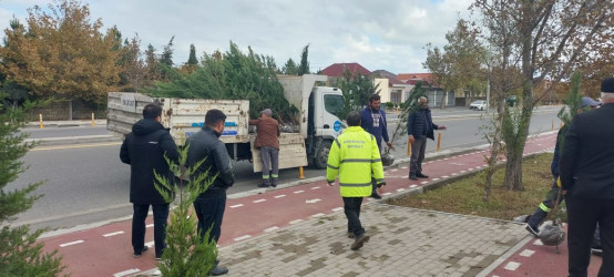 Xəzər rayonunda “Yaşıl dünya naminə həmrəylik ili” çərçivəsində ağacəkmə tədbirləri davam etdirilir