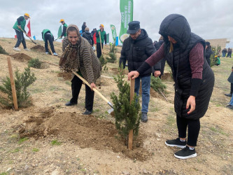 Xəzər rayonunda növbəti ağacəkmə aksiyası keçirilib