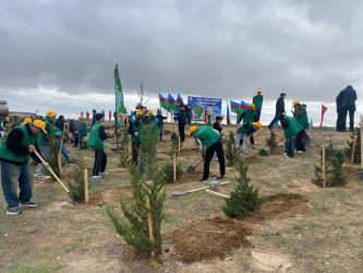 Xəzər rayonunda növbəti ağacəkmə aksiyası keçirilib