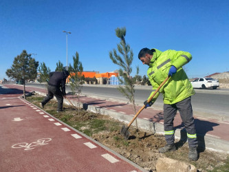 Xəzər rayonunda abadlıq-quruculuq və yaşıllaşdırma işləri davam etdirilir