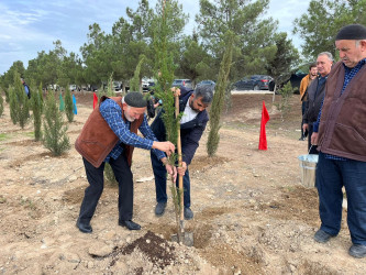 Xəzər rayonunda növbəti ağacəkmə aksiyası keçirilib