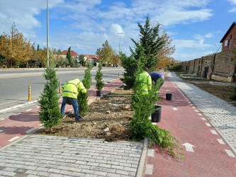 Xəzər rayonunda “Yaşıl dünya naminə həmrəylik ili” çərçivəsində ağacəkmə tədbirləri davam etdirilir