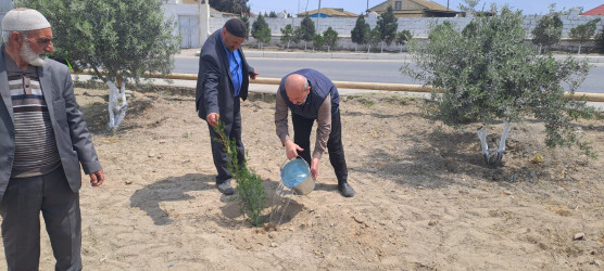 Türkan qəsəbəsində ağacəkmə aksiyası keçirilmişdir