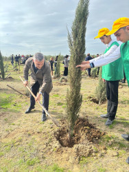 Xəzər rayonunda növbəti ağacəkmə aksiyası keçirilib