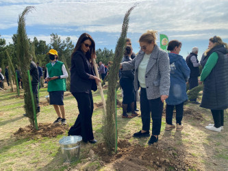 Xəzər rayonunda növbəti ağacəkmə aksiyası keçirilib