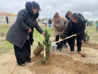 Xəzər rayonunda növbəti ağacəkmə aksiyası keçirilib