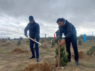 Xəzər rayonunda növbəti ağacəkmə aksiyası keçirilib