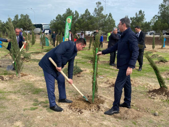 Xəzər rayonunda növbəti ağacəkmə aksiyası keçirilib