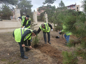 Xəzər rayonunda “Yaşıl dünya naminə həmrəylik ili” çərçivəsində ağacəkmə tədbirləri davam etdirilir