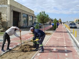 Xəzər rayonunda “Yaşıl dünya naminə həmrəylik ili” çərçivəsində ağacəkmə tədbirləri davam etdirilir