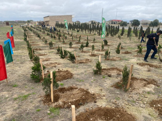 Xəzər rayonunda növbəti ağacəkmə aksiyası keçirilib