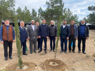 Xəzər rayonunda növbəti ağacəkmə aksiyası keçirilib