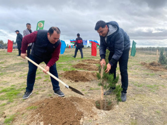 Xəzər rayonunda növbəti ağacəkmə aksiyası keçirilib