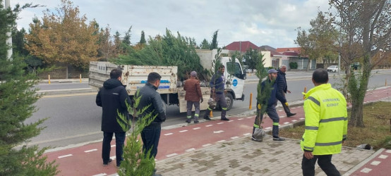 Xəzər rayonunda “Yaşıl dünya naminə həmrəylik ili” çərçivəsində ağacəkmə tədbirləri davam etdirilir