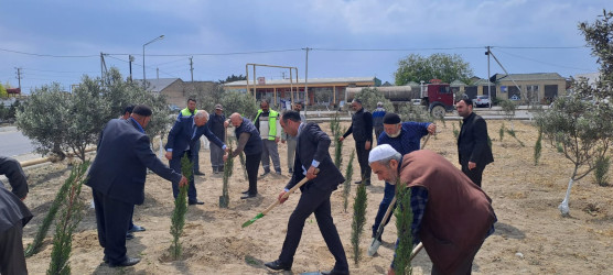 Türkan qəsəbəsində ağacəkmə aksiyası keçirilmişdir