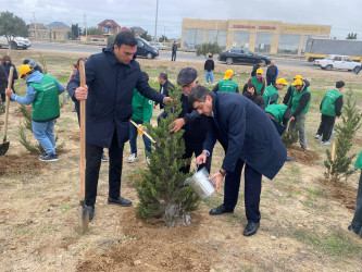 Xəzər rayonunda növbəti ağacəkmə aksiyası keçirilib