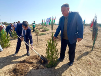 Xəzər rayonunda 27 sentyabr- Anım gününə həsr olunmuş ağacəkmə aksiyası keçirilib