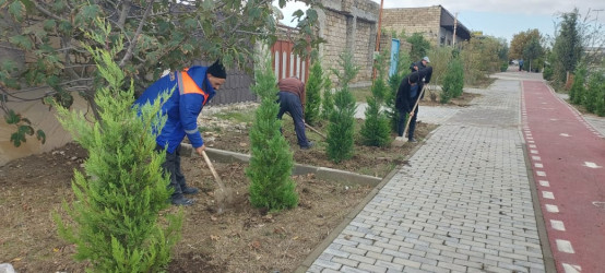 Xəzər rayonunda “Yaşıl dünya naminə həmrəylik ili” çərçivəsində ağacəkmə tədbirləri davam etdirilir