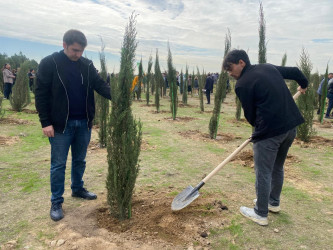 Xəzər rayonunda növbəti ağacəkmə aksiyası keçirilib