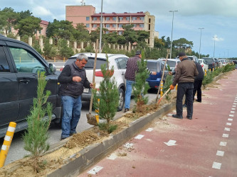 Xəzər rayonunda “Yaşıl dünya naminə həmrəylik ili” çərçivəsində ağacəkmə tədbirləri davam etdirilir