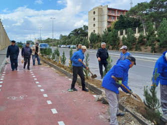 Xəzər rayonunda “Yaşıl dünya naminə həmrəylik ili” çərçivəsində ağacəkmə tədbirləri davam etdirilir