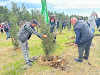 Xəzər rayonunda növbəti ağacəkmə aksiyası keçirilib