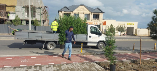 Xəzər rayonunda “Yaşıl dünya naminə həmrəylik ili” çərçivəsində ağacəkmə tədbirləri davam etdirilir