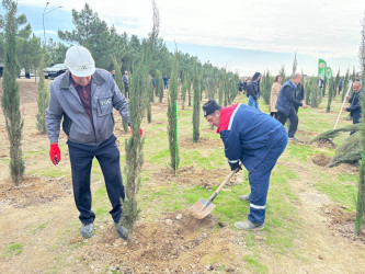 Xəzər rayonunda növbəti ağacəkmə aksiyası keçirilib