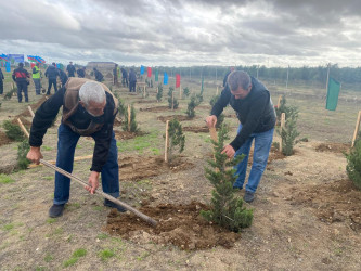 Xəzər rayonunda növbəti ağacəkmə aksiyası keçirilib