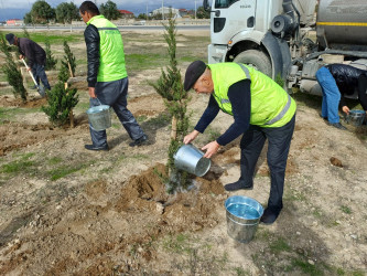 Xəzər rayonunda növbəti ağacəkmə aksiyası keçirilib