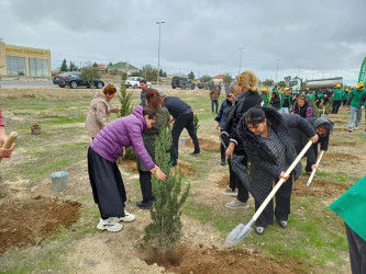 Xəzər rayonunda növbəti ağacəkmə aksiyası keçirilib