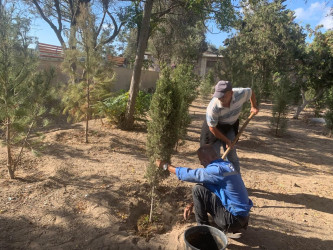 Rayonda yaşıllaşdırma işləri davam etdirilir