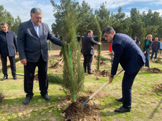 Xəzər rayonunda növbəti ağacəkmə aksiyası keçirilib