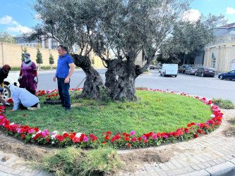 Rayonda yaşıllaşdırma işləri davam etdirilir